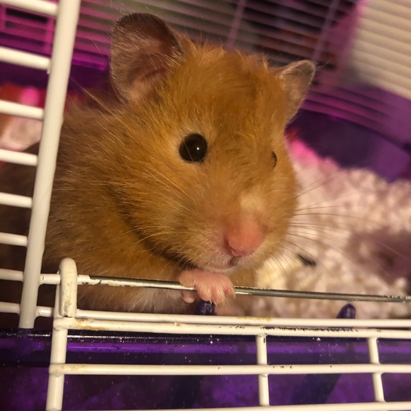 Meet your Posher, Mercades - Picture 1 of 1